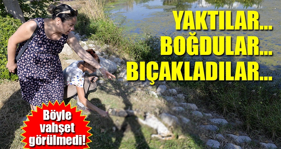 Kedileri katlettiler; bunu yapan insan olamaz