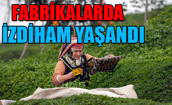 Karadeniz'de çay krizi! Yol kenarlarına serildi