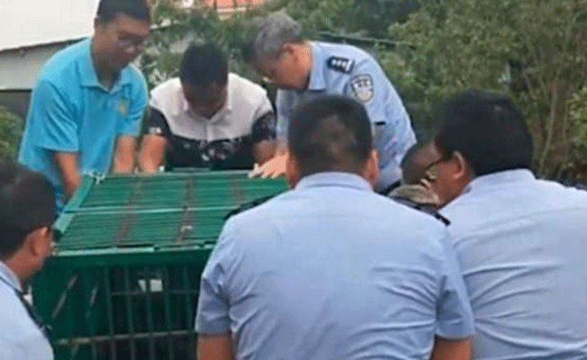 Köpek sanarak aldığı hayvan ayı çıktı!