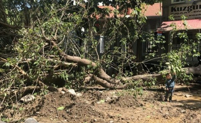 Kuzguncuk'un ağaçları tehlikede