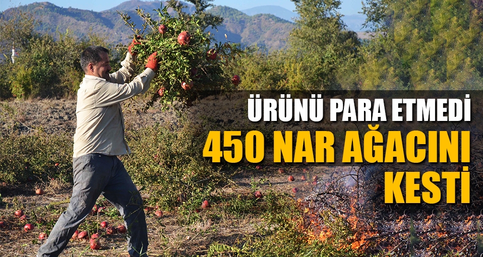 Para kazanamayınca 450 nar ağacını kesti