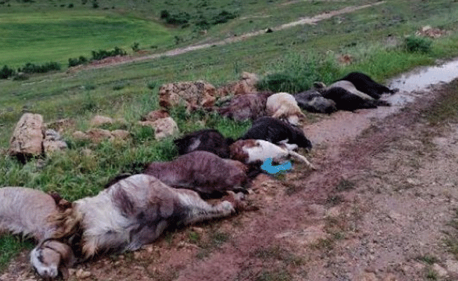 Sığındığı ağaca yıldırım düşen çoban hayatını kaybetti