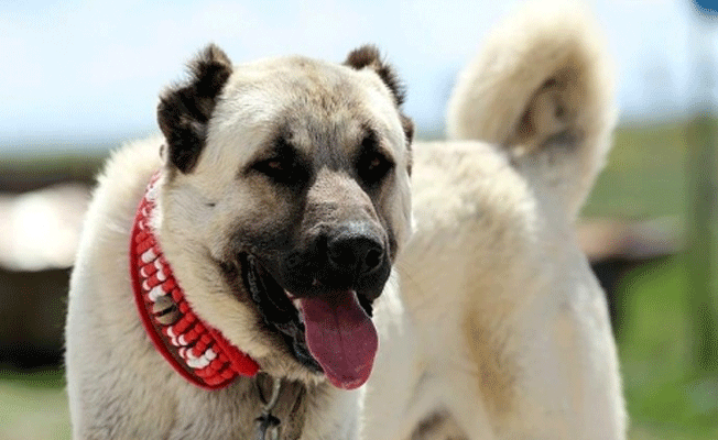 Çobanlar kurt saldırılarına karşı 'kangal' ile korunuyor