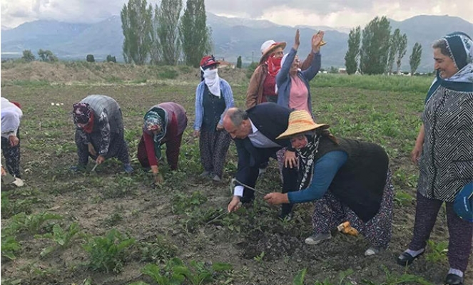 Muharrem İnce pancar tarlasında…Köylü kadınlarla çapa yaptı