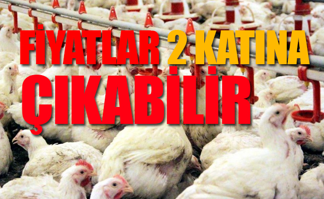 'Türkiye'nin 20 günlük tavuğu kaldı'
