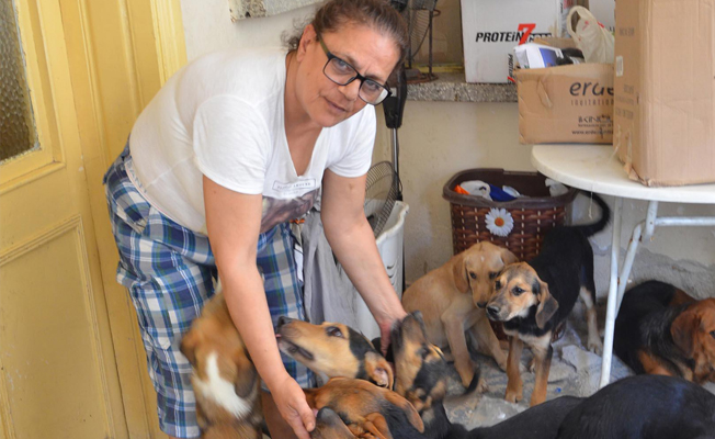 Evde 18 köpek besleyince başına gelmeyen kalmadı
