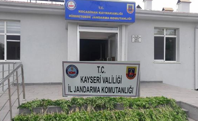 Kayseri'de 1411 kök Hint keneviri ele geçirildi