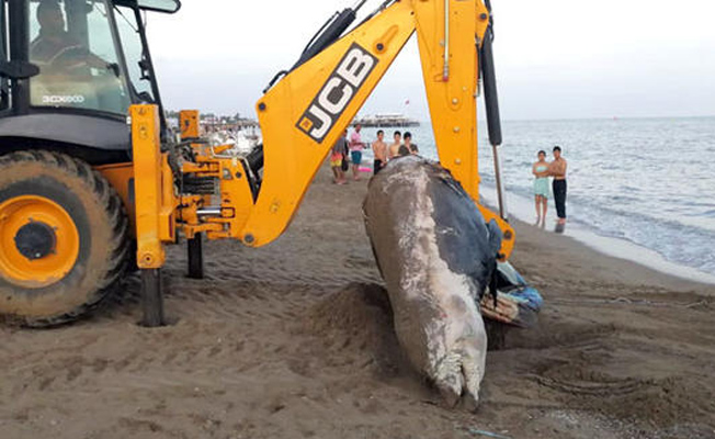 Antalya'da 4 metrelik dev balina...