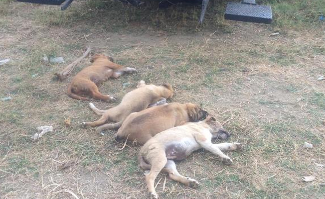 Mahallelinin beslediği 5 köpek zehirlendi