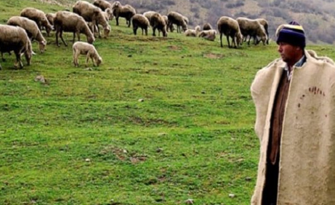 5 bin çobana seçim yasağı