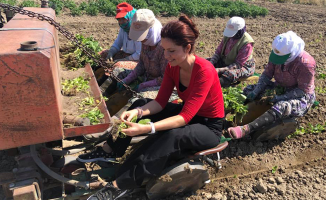 CHP'li kadın aday tarla tarla gezerek vatandaştan oy istiyor