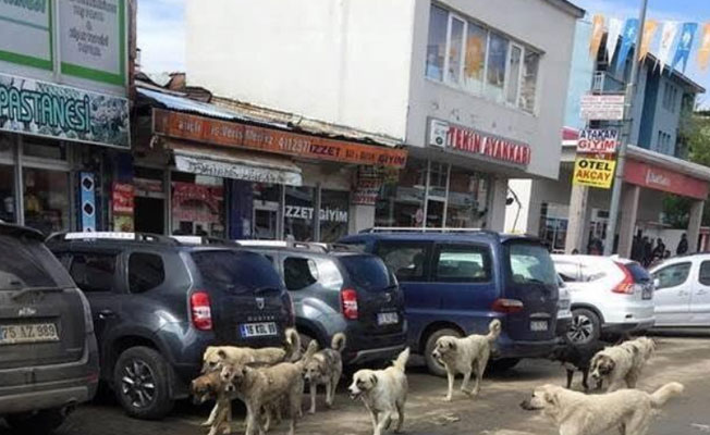 Okul bitti, çobanlık başladı..
