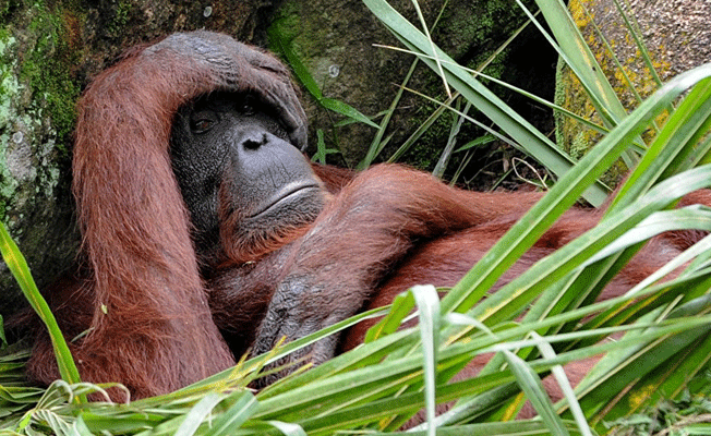 Orangutan yaşam alanını yıkan iş makinesine direnirken görüntülendi