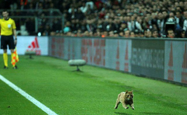 Beşiktaş-Bayern maçında sahaya giren kediyle ilgili UEFA'dan karar çıktı