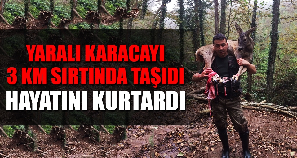Kuş avına gitti, yaralı karacanın hayatını kurtardı