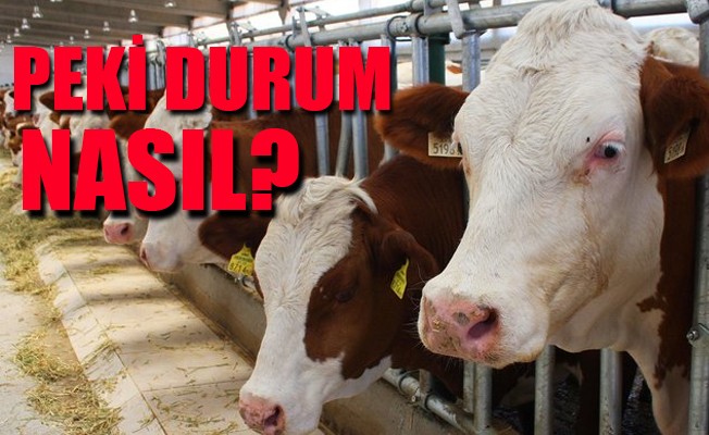 Seçim meydanlarının en çok üzerinde durulan konu hayvancılık!