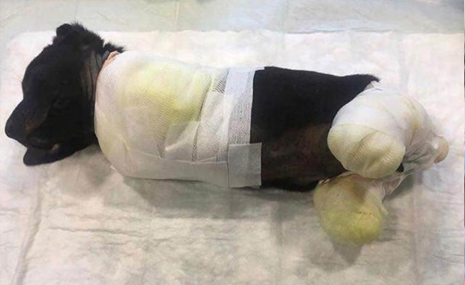 Yavru köpek o vahşetten sonra hayata tutunamadı!