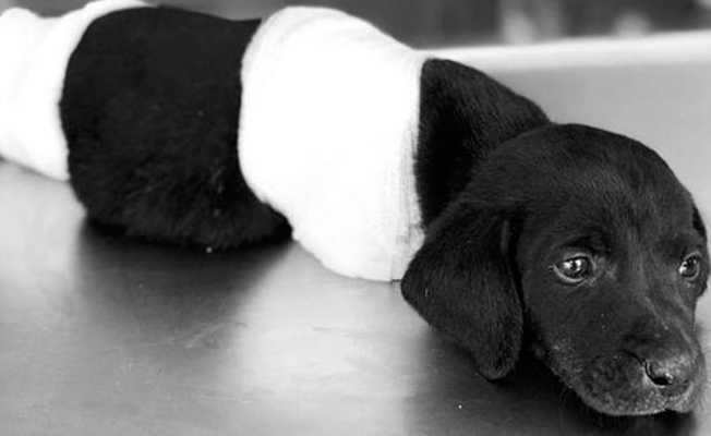 Yavru köpek vahşetiyle ilgili soruşturma başlatıldı...