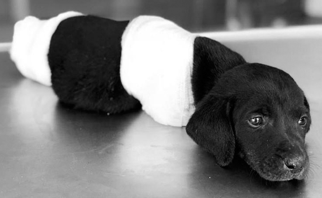 Patileri kesilen köpekle ilgili Sakarya’da flaş gelişme... Bir kişi gözaltında