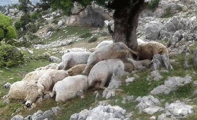 Ağaca yıldırım düştü; 22 koyun telef oldu