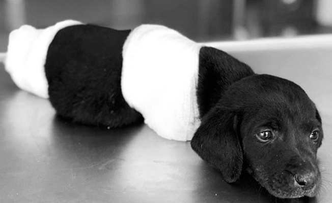 Yavru köpeğe işkencede yeni gelişme: Elimizde görüntüler var