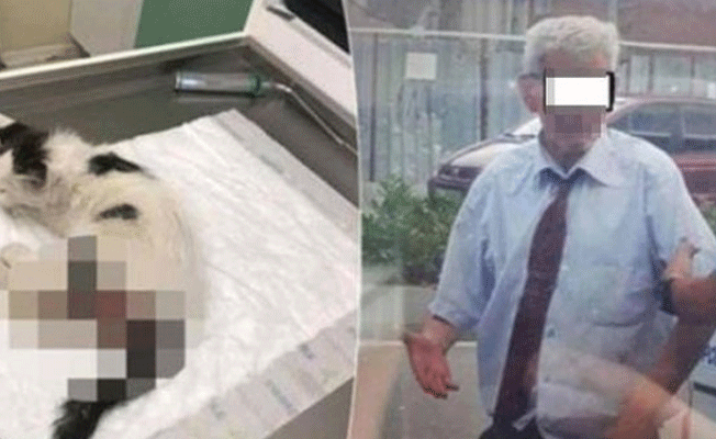 Kediye cinsel saldırıyla suçlanan şüpheli hakkında flaş gelişme