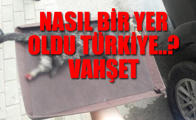 Bu sefer Bursa'da vahşet...
