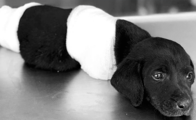 Türkiye’yi üzen yavru köpeğin ölümüyle ilgili soruşturmada flaş gelişme