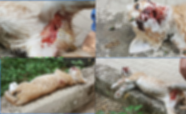 Tire'de dehşet: Yavru kedi vahşice öldürüldü