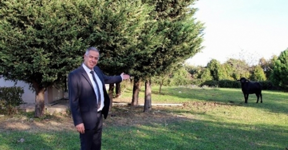 Çiftlikten kaçan manda, üniversiteli oldu