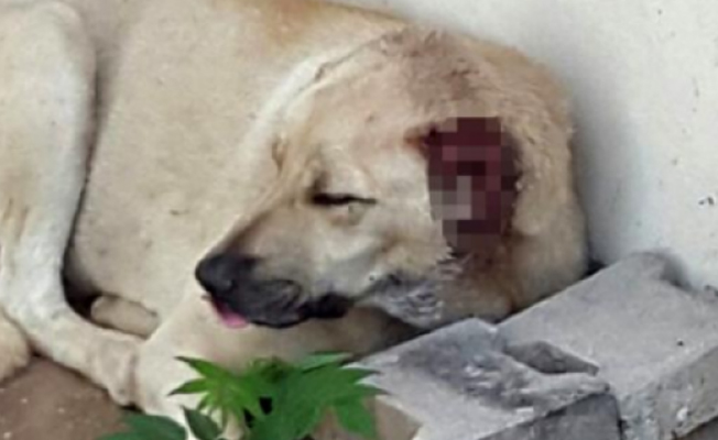 Isparta'da vahşet: Sokak köpeğinin kulaklarını kestiler