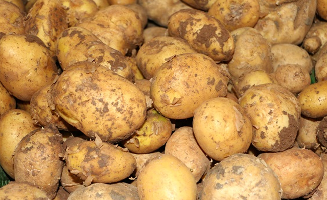 Suriye'den patates ithalatına onay çıktı!