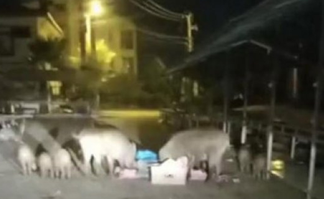 Tatil cennetinde domuz sürüsü pazara indi