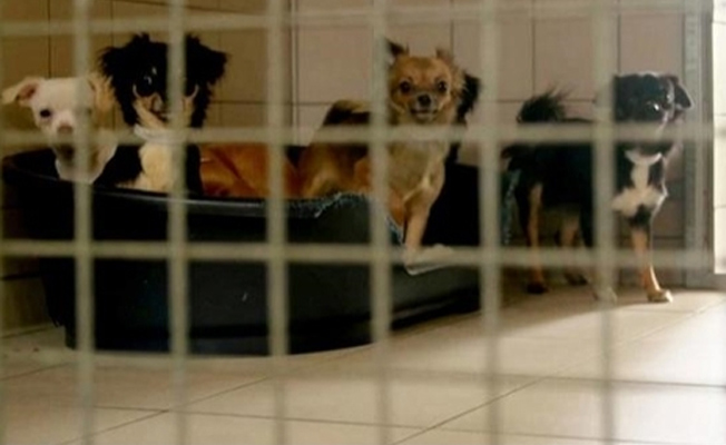 Hayatını kaybeden kadının evinden 82 tane köpek çıktı!
