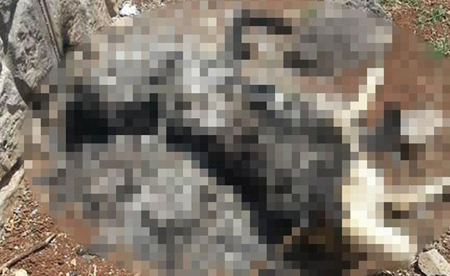 Diyarbakır'da vahşet! Canlı canlı yaktılar