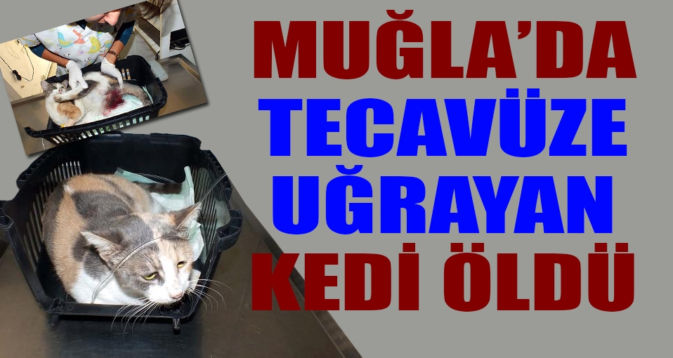 Muğla'da tecavüze uğrayan sokak kedisi öldü!