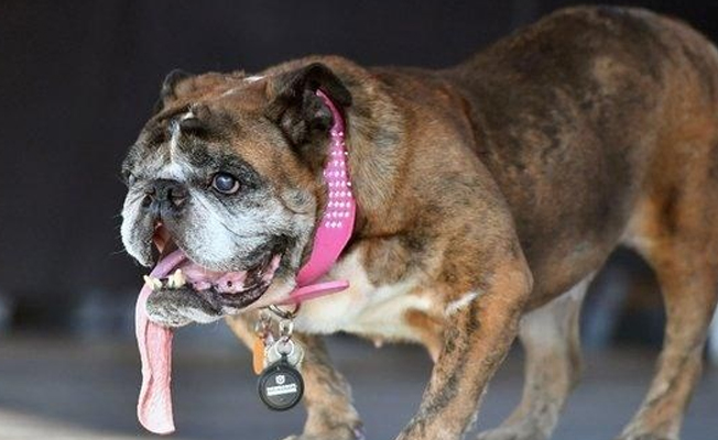 'Dünyanın en çirkin köpeği' Zsa Zsa öldü