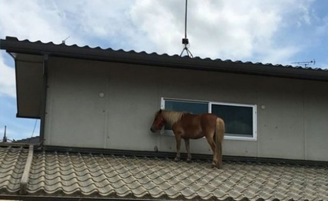 Sel felaketinden kaçan at çatıya sığındı