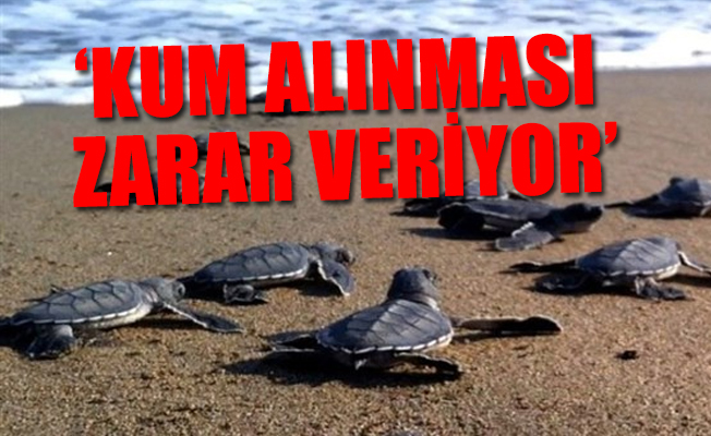Dr. Canbolat: Antalya Belek'te 2 bine yakın caretta caretta yuvası bulmayı bekliyoruz