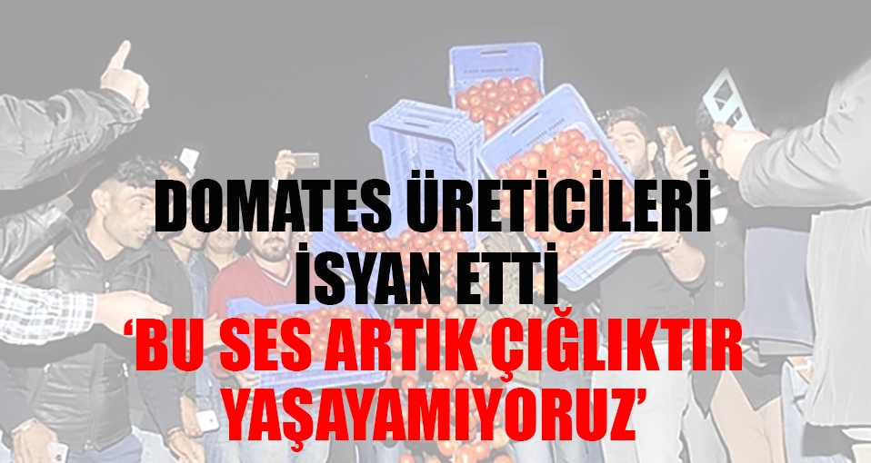 Domates üreticileri isyan etti