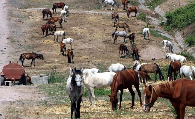 Büyükada'ya sokulmayan 220 at, 2 aydır güneş altında bekletiliyor