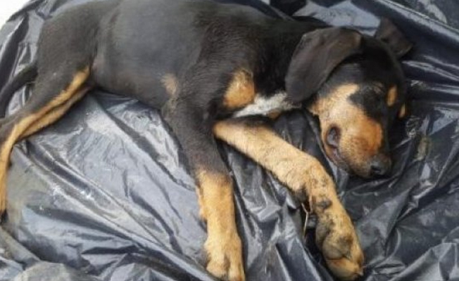 Trabzon'da 10'a yakın köpek ölü bulundu