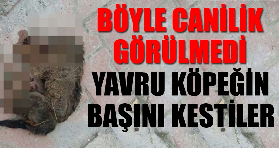 Ne suçu vardı; yavru köpek, başı kesilmiş halde bulundu!