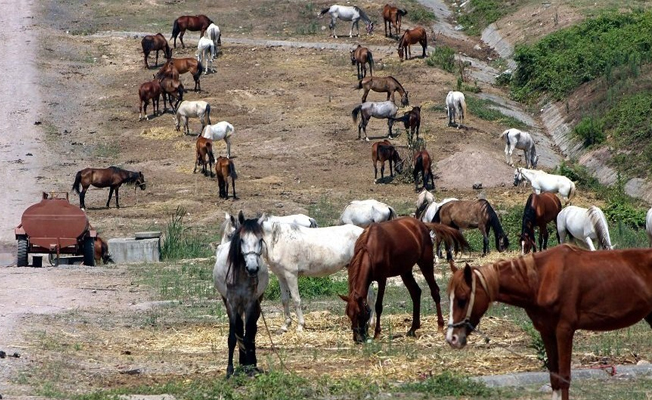 Büyükada'ya sokulmayan 222 atın akıbeti belli oldu!