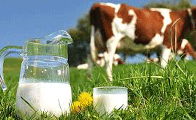 Ekmek'ten sonra şimdi de süte zam!