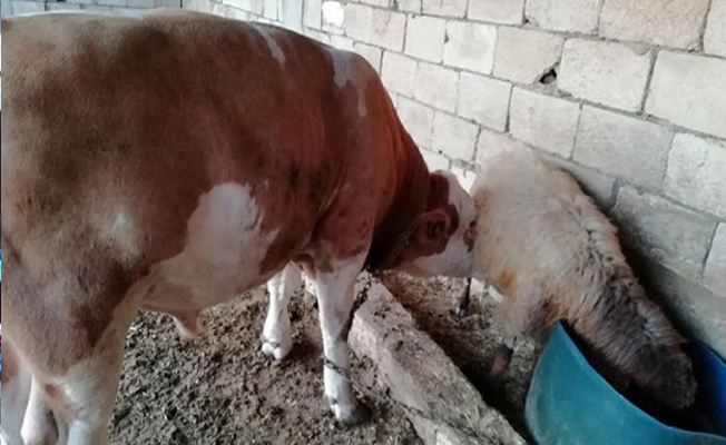 Koyunun sütü azalınca şüphelendi, gördüğü manzaraya inanamadı