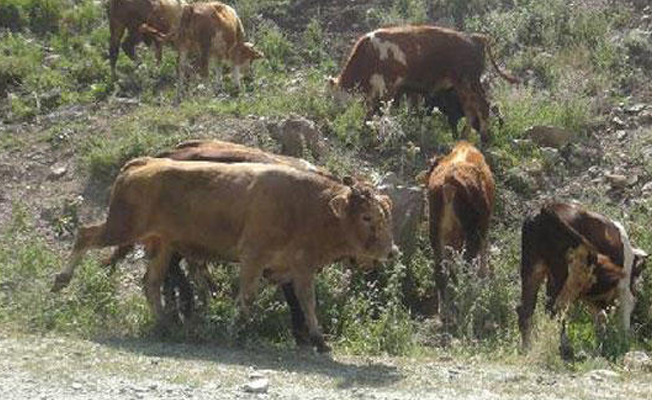Köyde büyük panik...  3 ay karantinaya alındı!