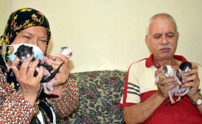 Kedi yavruları yatak odasında, onlar çekyatta yatıyor