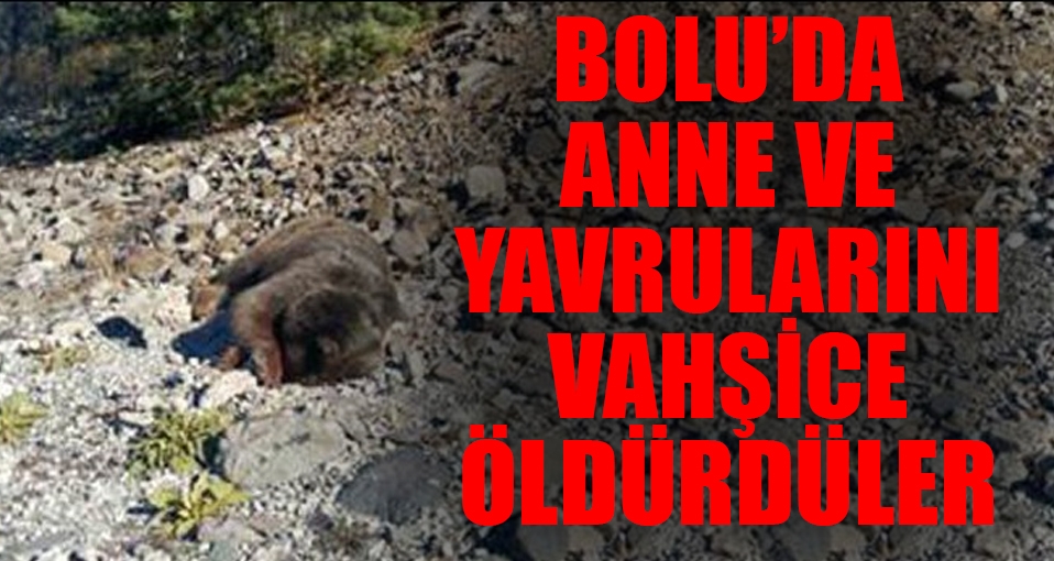 Anne ayı ve yavrularını vurdular!