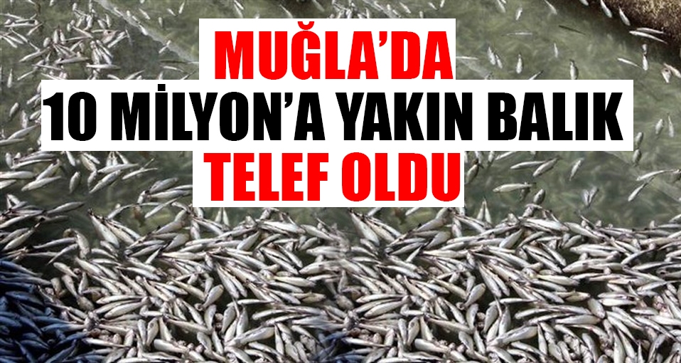 10 milyona yakın alabalık telef oldu
